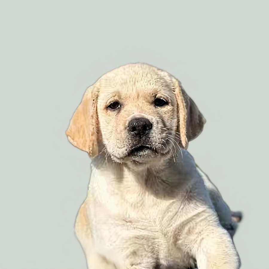 Retrato de pet no estilo Nórdico minimalista — PetMona